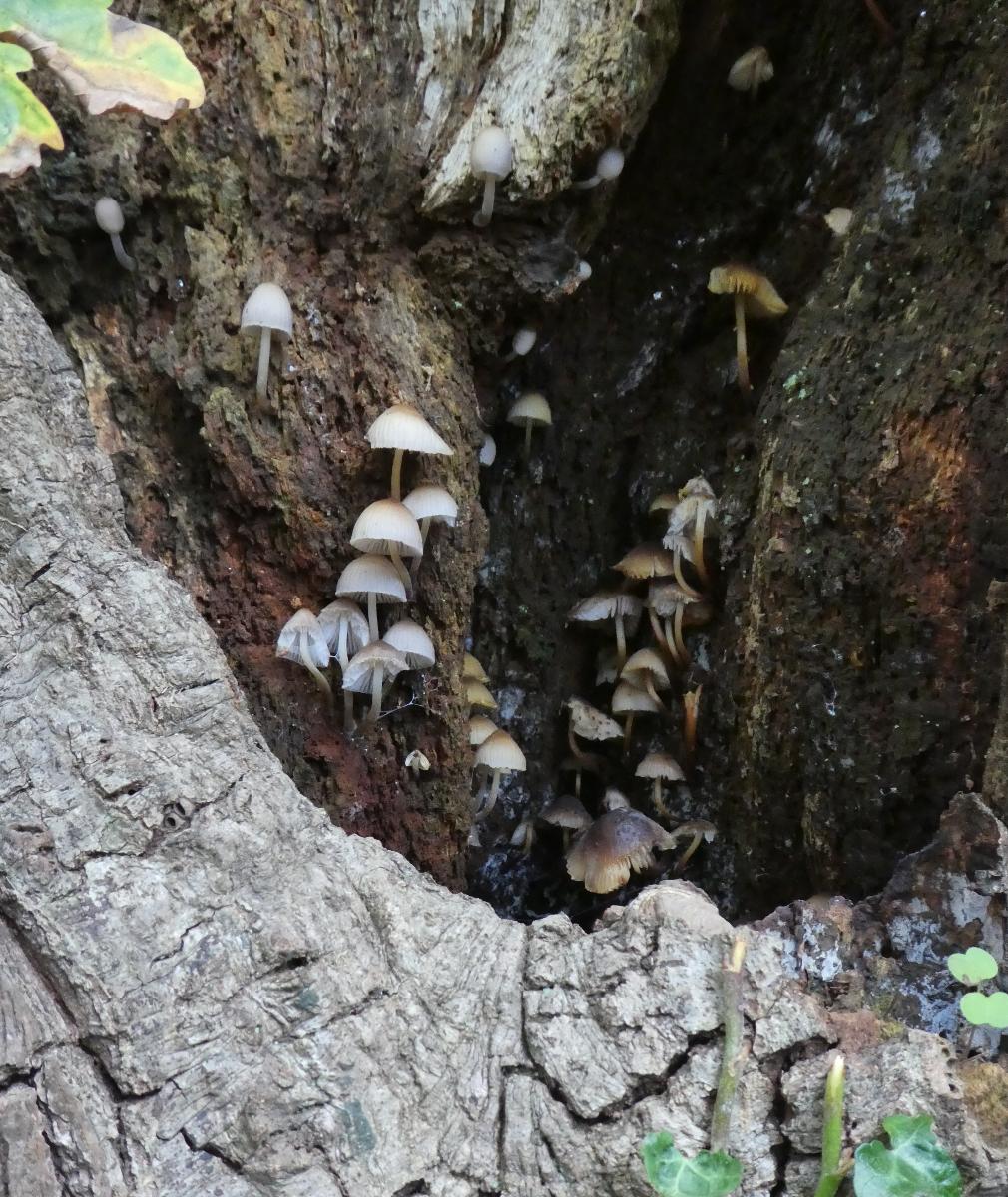 Mycena genus in a tree hollow