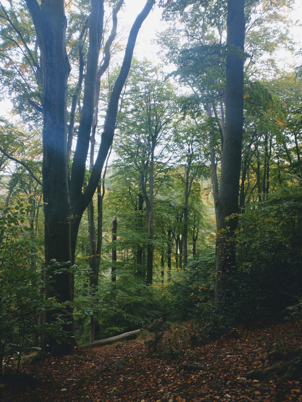 Beech Cathedral