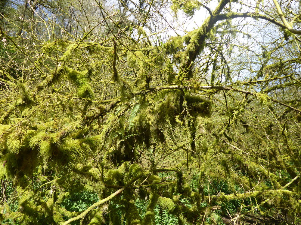 Mossy Trees