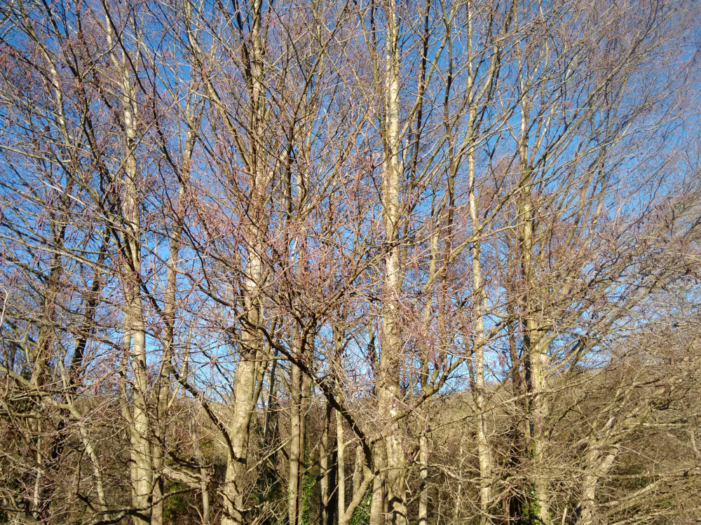 Alder male catkins