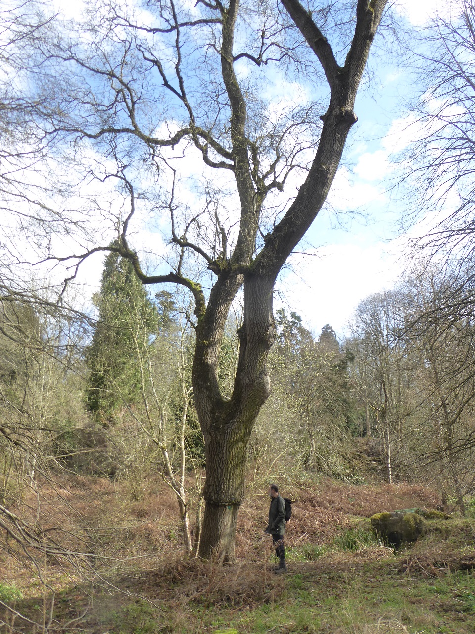 Grafted tree in the Leyhill arboritum