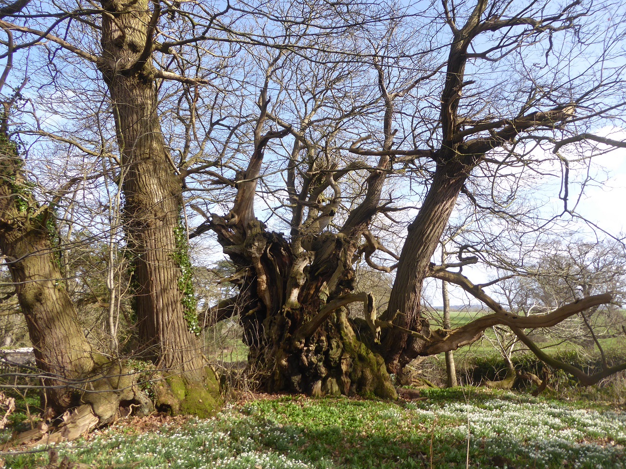 The Tortworth Chestnut