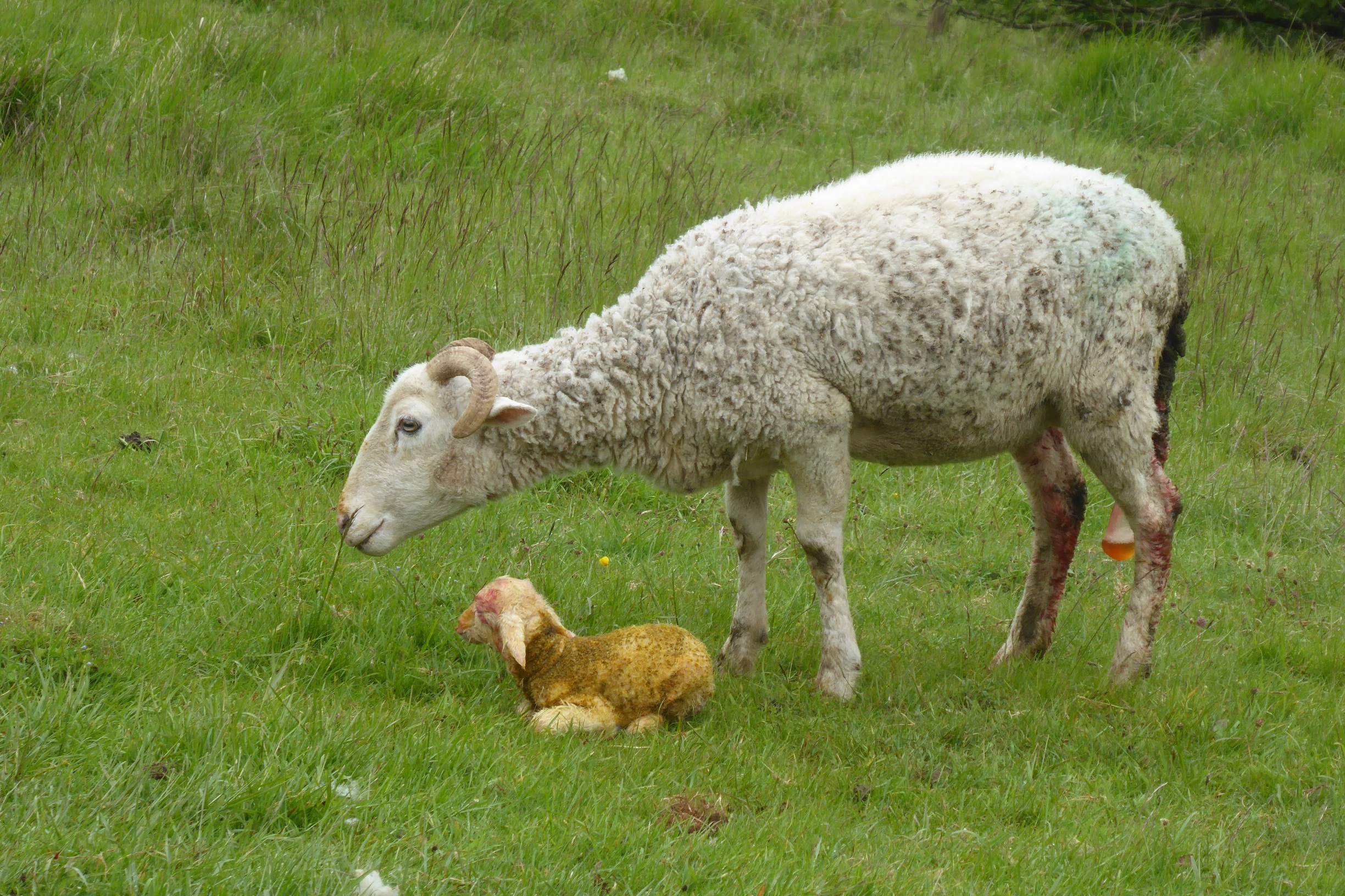 New born lamb