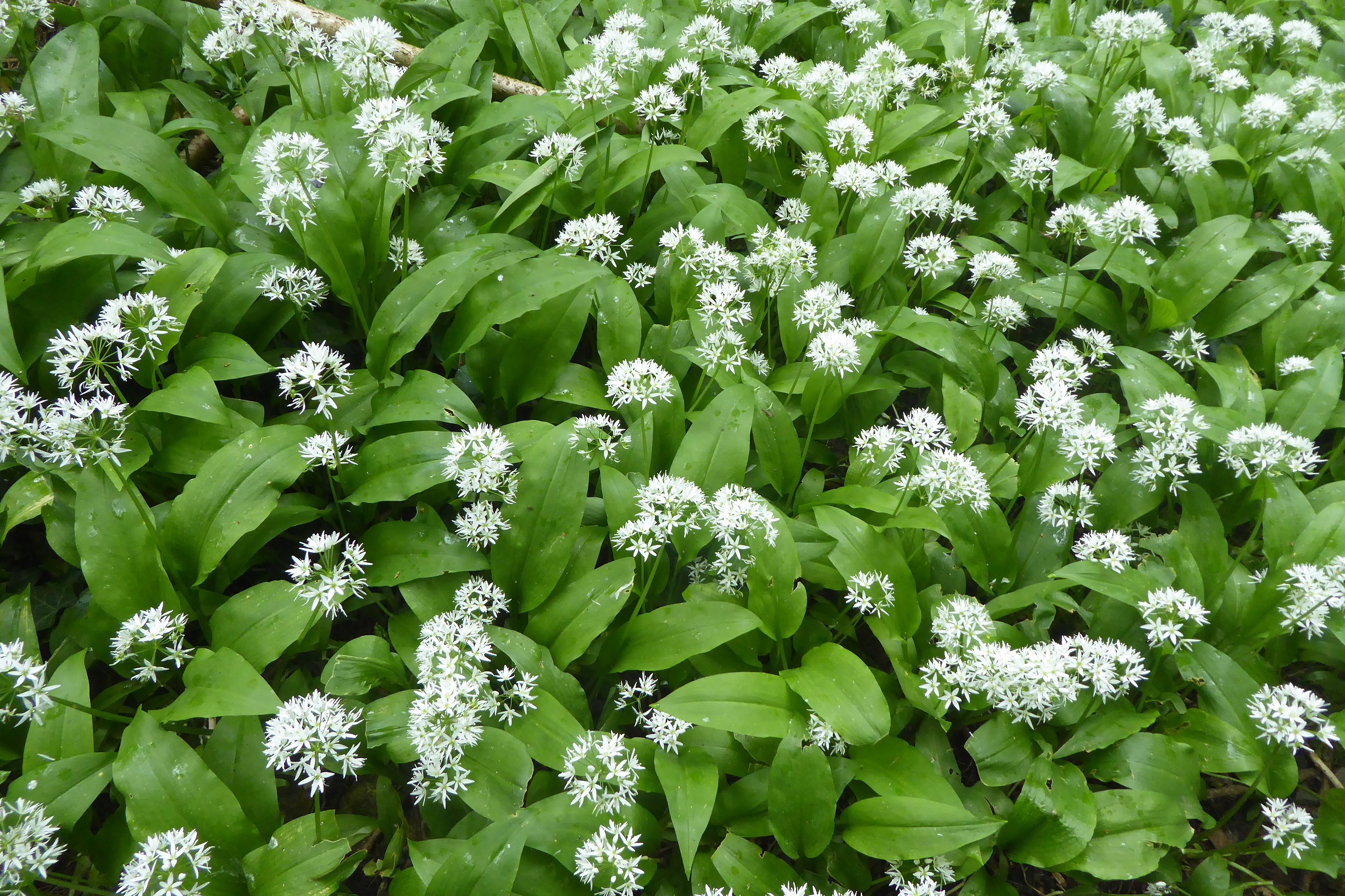 Wild Garlic