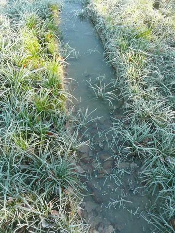 Frozen Puddle